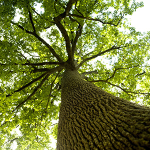 Tree canopy from underneath