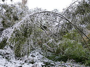 Tree limbs bent and broken under heavy wet snow after a winter storm