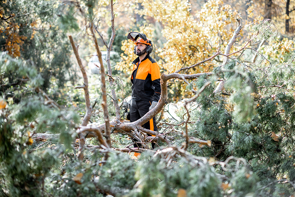 Tree company in Smithville professional in safety gear inspecting fallen pine limbs during cleanup